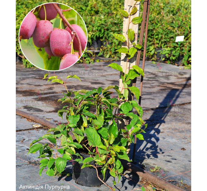 Актинідія аргута Пурпурова (жіноча) 2 річна, конт. 3 л