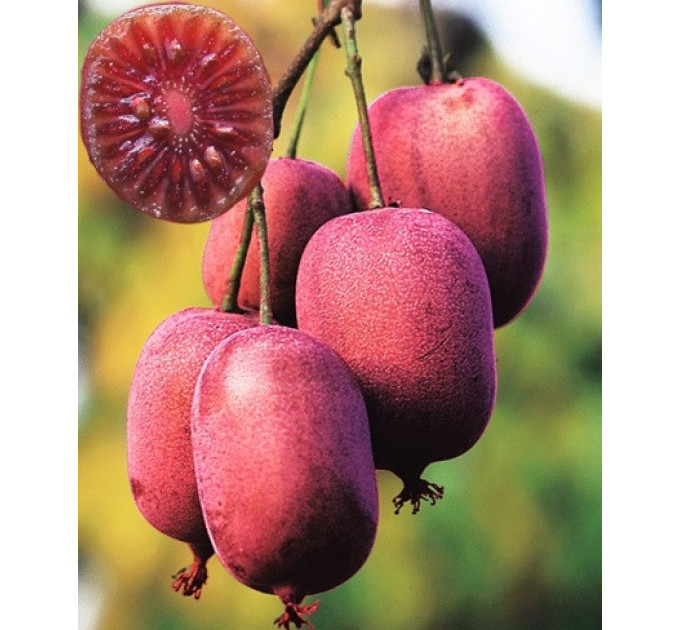 Актинідія сорт Кенс Ред 1 річна, конт. Р9 (пізнього терміну дозрівання)