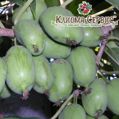 Актинидия аргута Крупноплодная (женская), 3 летняя, конт. 5 л