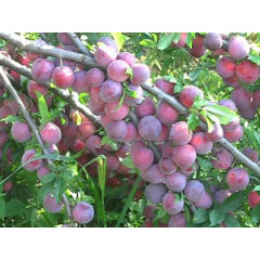 Саджанці аличі сорт Рясна