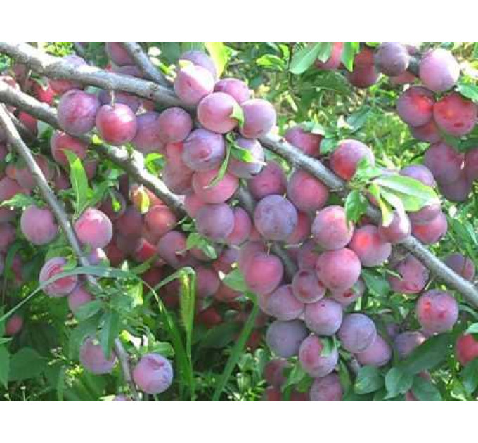 Саженцы алычи сорт Обильная