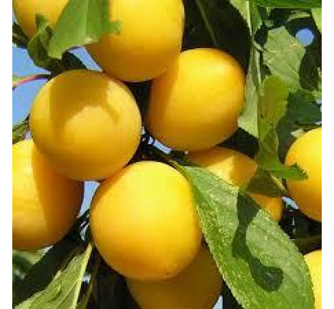 Саженцы алычи сорт Гек