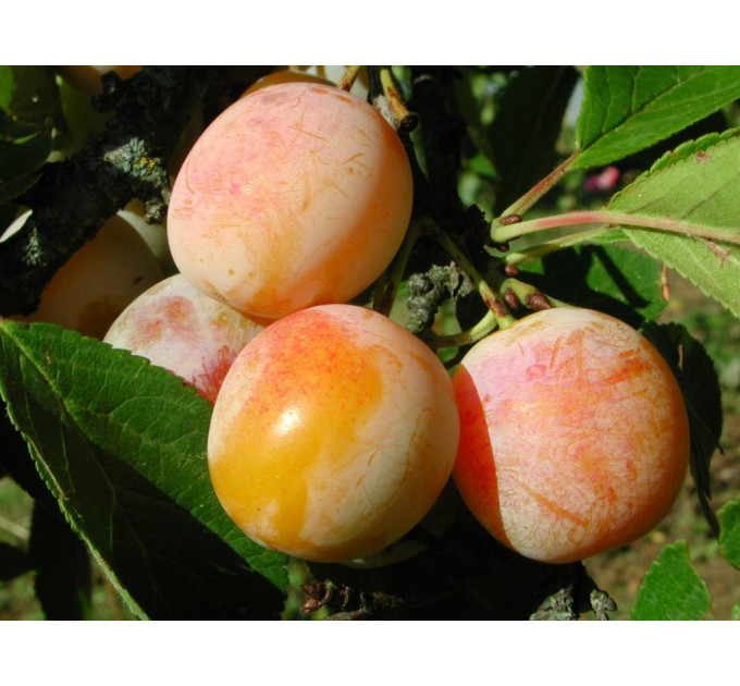 Саженцы алычи сорт Байрон Голд
