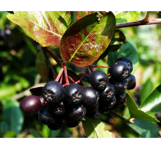 Арония сливолистная сорт "Неро" 2 года 1.5 л