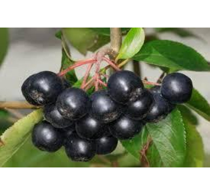 Арония сливолистная сорт "Неро" 2 года 1.5 л
