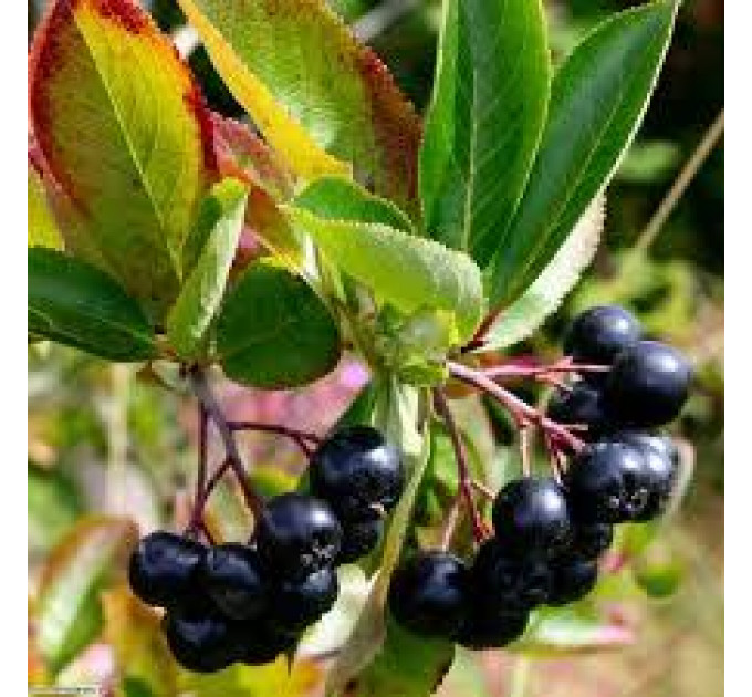 Арония сливолистная сорт "Неро" 2 года 1.5 л