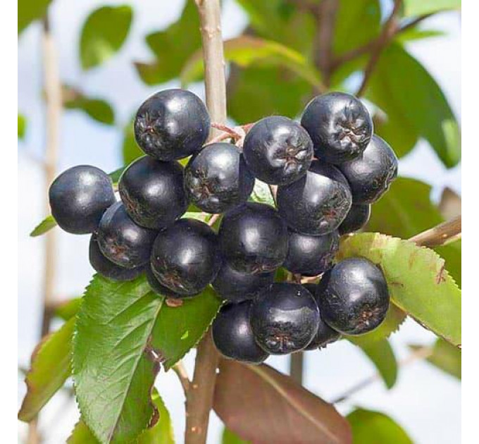 Арония сливолистная сорт "Неро" 2 года 1.5 л