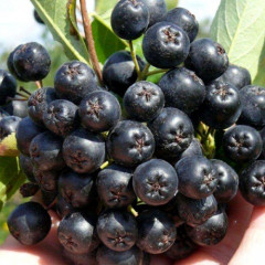 Арония сорт "Викинг" 1 летняя, конт. P9