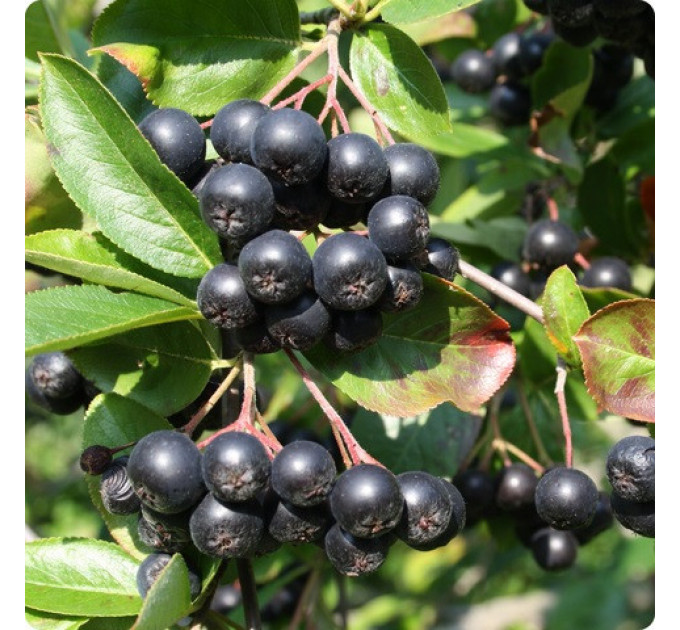 Арония сорт "Викинг" 1 летняя, конт. P9