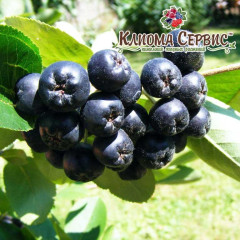 Арония черноплодная, 3 лет (пакет 5л)