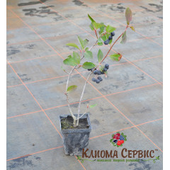 Арония черноплодная