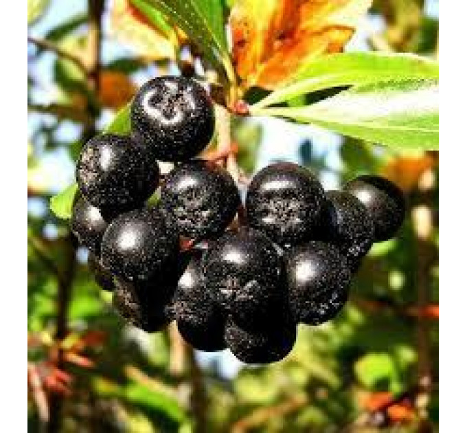 Горобина чорноплідна (Аронія) сорт Вікінг 2 річні 1.5 л