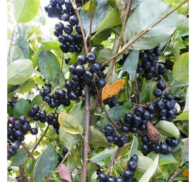 Горобина чорноплідна (Аронія) сорт Вікінг 2 річні 1.5 л