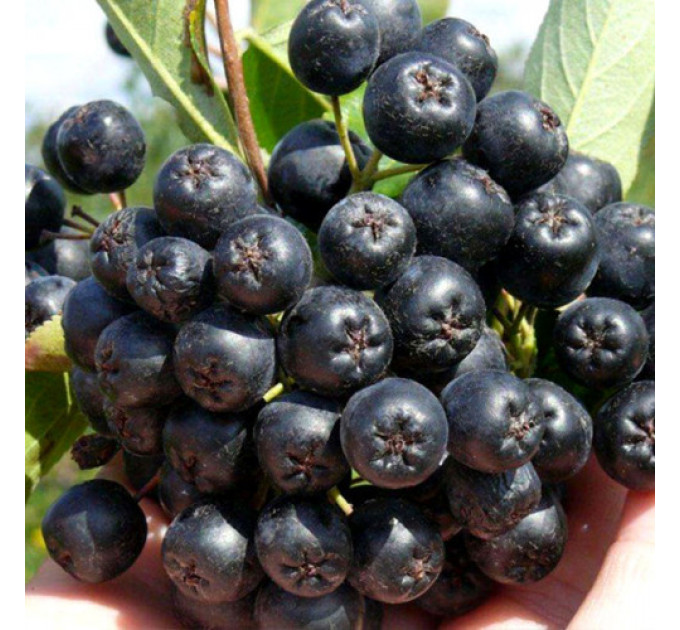 Горобина чорноплідна (Аронія) сорт Вікінг 2 річні 1.5 л