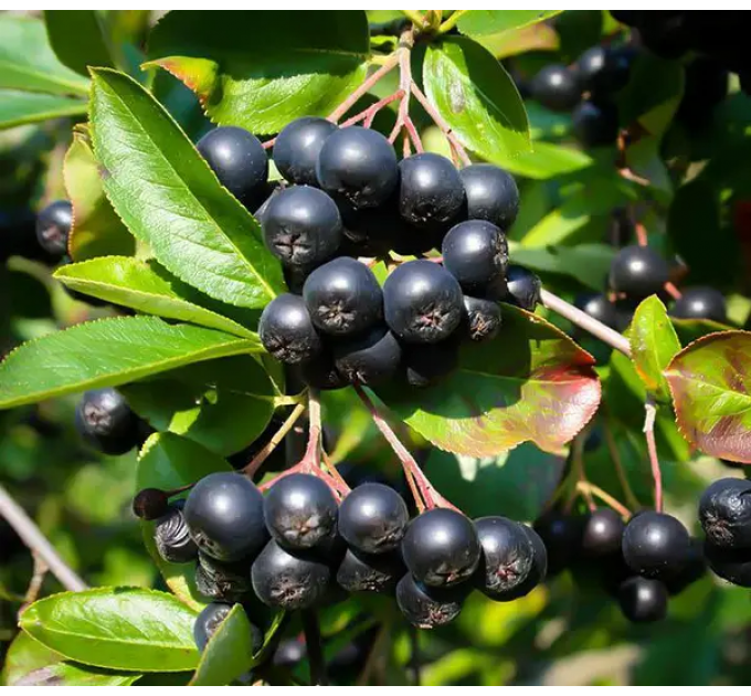 Арония "Галичанка" 2 года 1.5 л