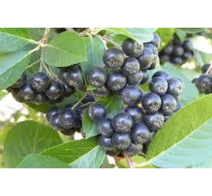 Арония "Галичанка" 2 года 1.5 л