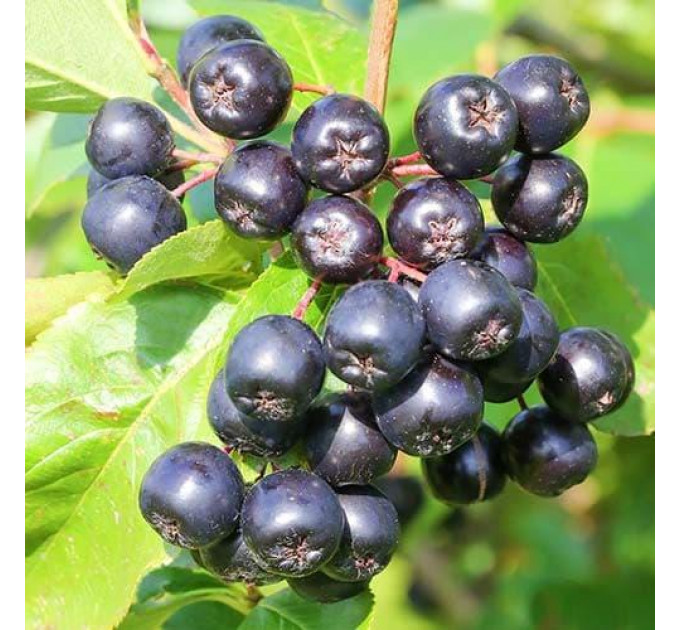 Арония "Галичанка" 2 года 1.5 л