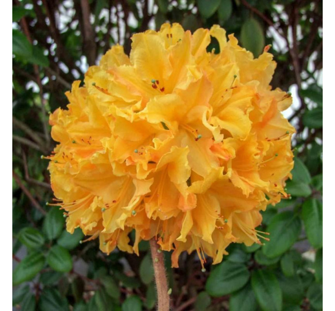 Азалия сорт Golden Lights, конт. 1.5 л