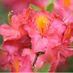 Азалия сорт Juanita 1 летняя, in vitro (полуупакованая)