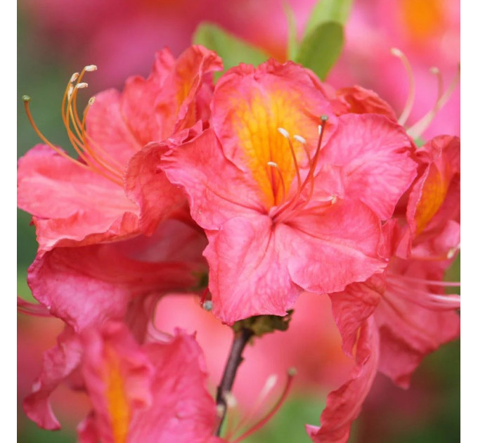 Азалия сорт Juanita 1 летняя, in vitro (полуупакованая)