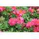 Азалия сорт Juanita 1 летняя, in vitro (полуупакованая)