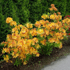 Азалия сорт Golden Lights, конт. 1.5 л