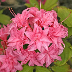 Азалия сорт Homebush, конт. 1.5 л