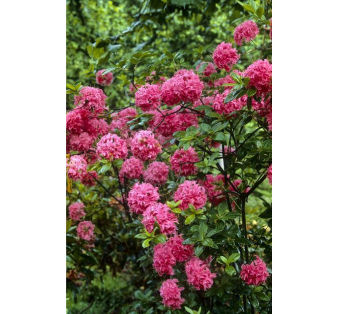 Азалия сорт Homebush, конт. 1.5 л