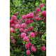 Азалия сорт Homebush, конт. 1.5 л