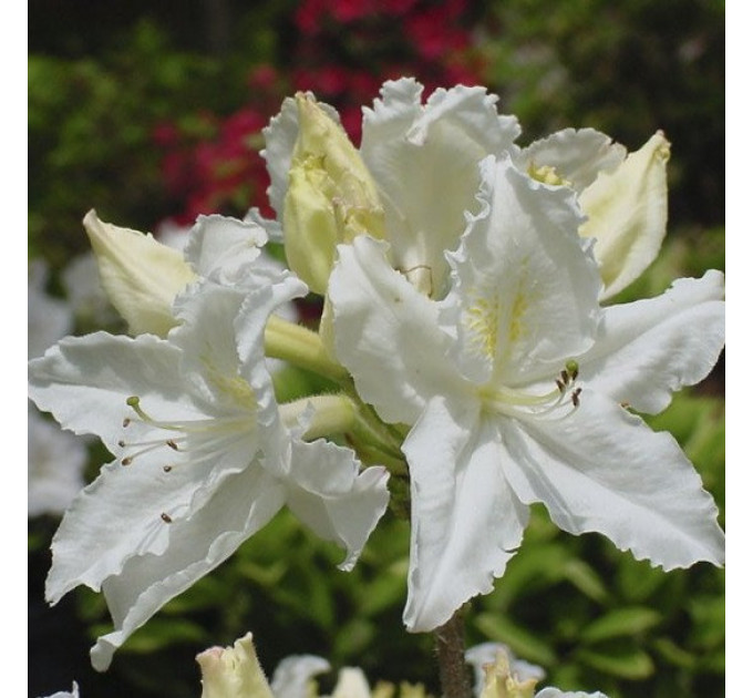 Азалия сорт Oxydol 1 летняя, in vitro (полуупакованая)