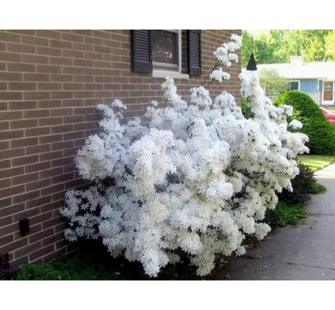 Азалия сорт Oxydol 1 летняя, in vitro (полуупакованая)