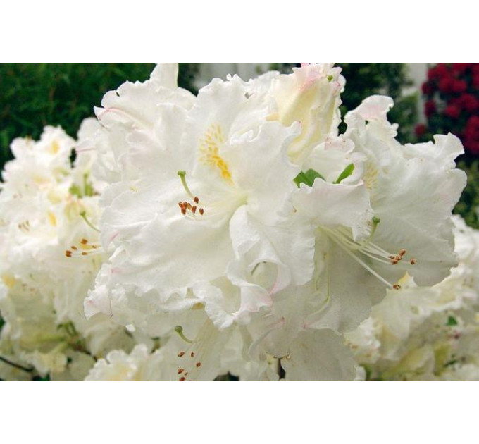 Азалия сорт Oxydol 1 летняя, in vitro (полуупакованая)