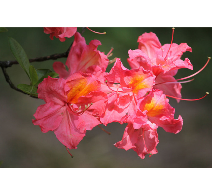 Азалия сорт Juanita, конт. 1.5 л