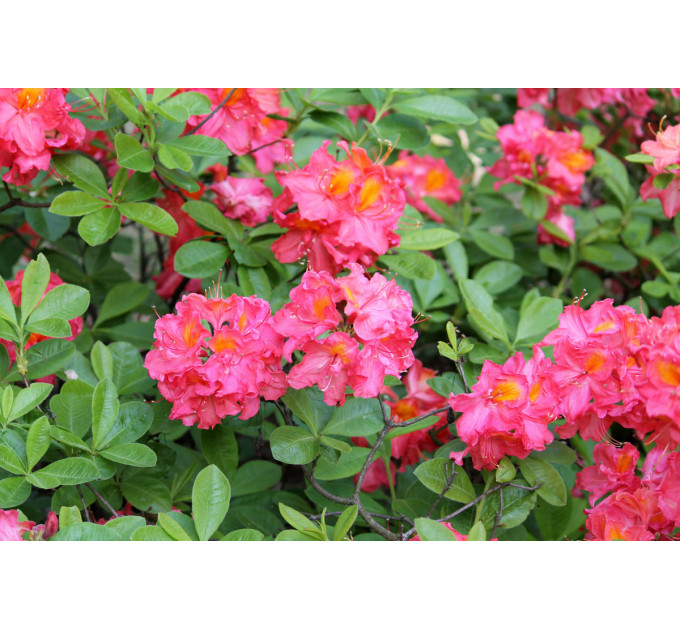 Азалия сорт Juanita, конт. 1.5 л