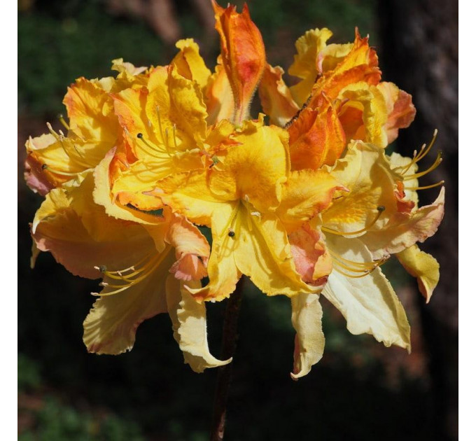 Азалия сорт Zuza 1 летняя, in vitro (полуупакованая)