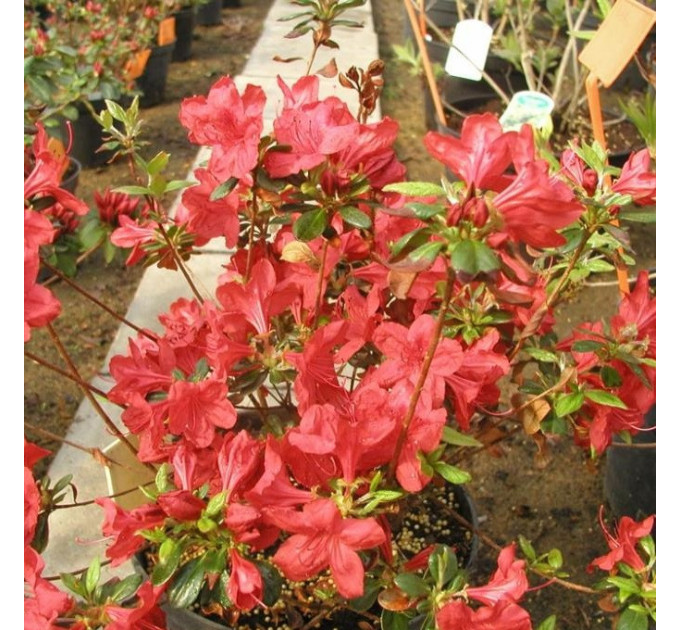 Азалия Stewartstonian в контейнере P9