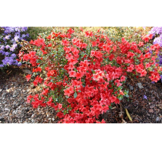 Азалия Stewartstonian в контейнере P9