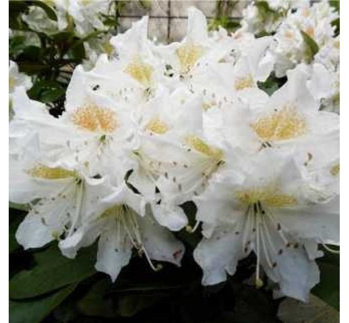 Азалия "Nene" 1 летняя, конт. P9