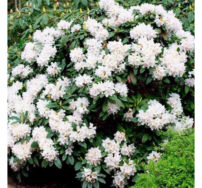 Азалия "Nene" 1 летняя, конт. P9