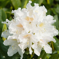 Азалия "Nene" 1 летняя, конт. P9 Азалия "Nene" 1 летняя, конт. P9