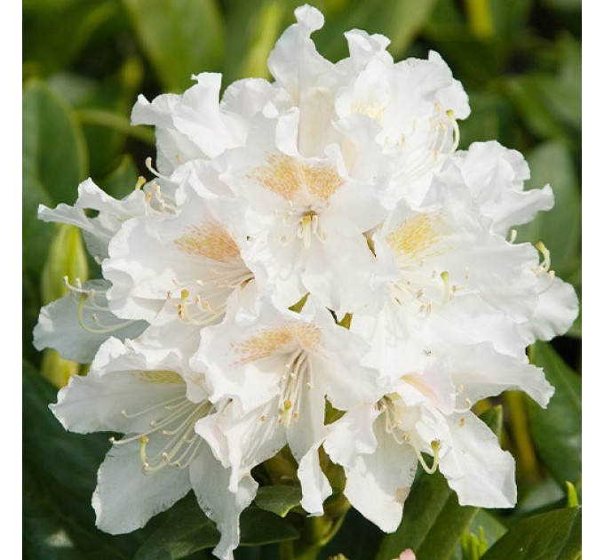 Азалия "Nene" 1 летняя, конт. P9