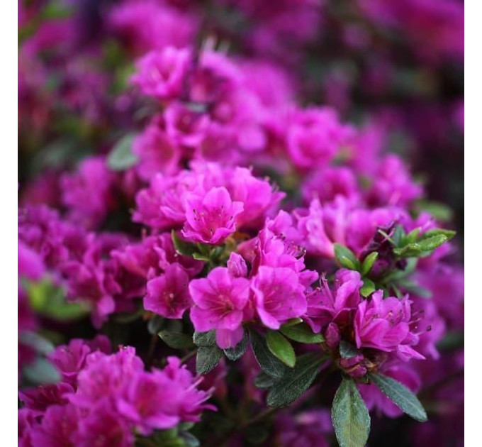 Азалія японська Konigstein 2 річна, конт. 0.5 л