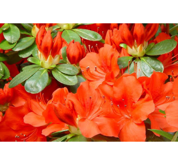 Азалия Geisha orange в контейнере P9