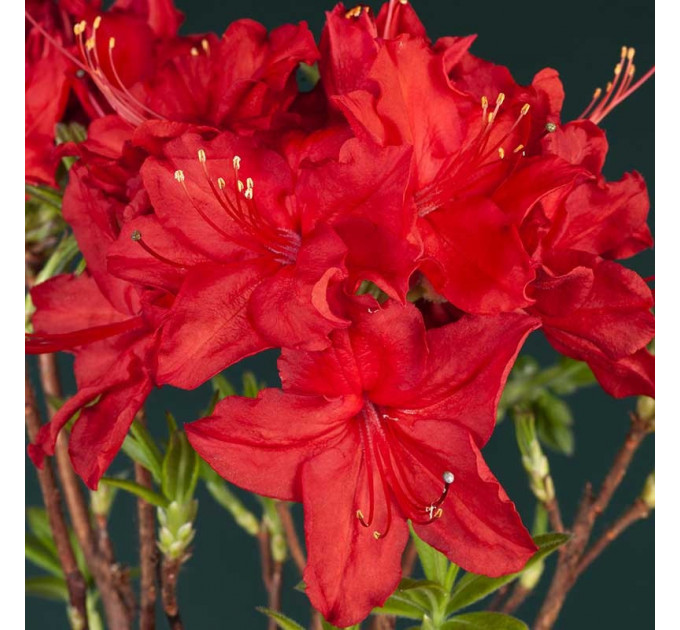 Азалия сорт Doloroso 1 летняя, in vitro (полуупакованая)