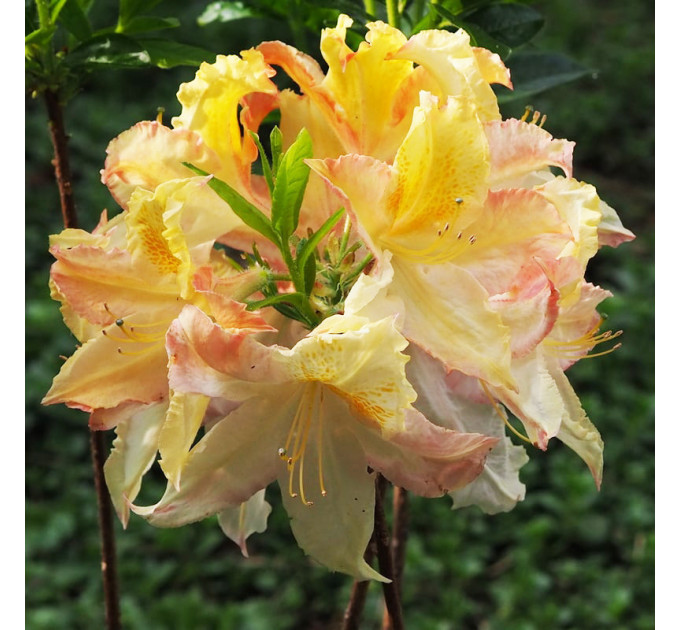 Азалия сорт Zuza, конт. 1.5 л