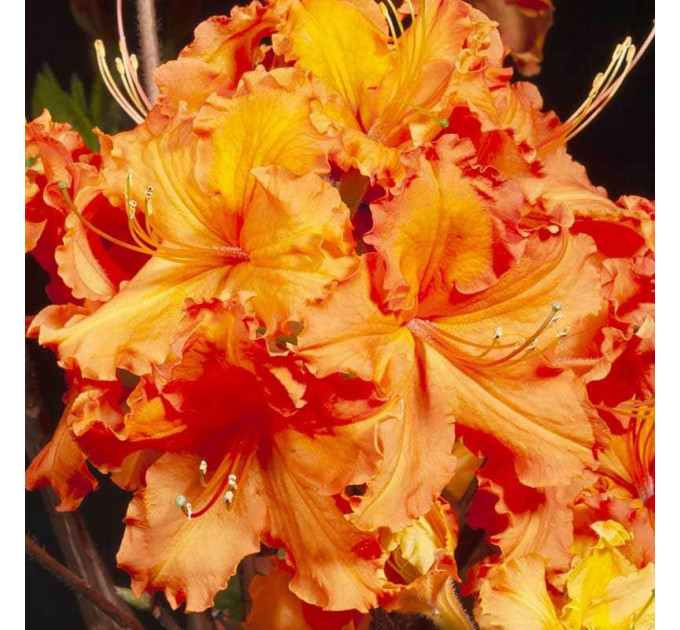 Азалия сорт Gibraltar 2 летняя, конт. 7.5 л