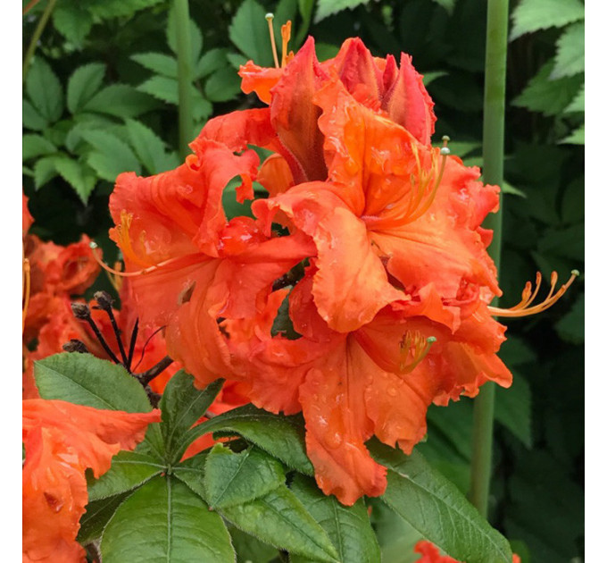 Азалия сорт Gibraltar 2 летняя, конт. 7.5 л