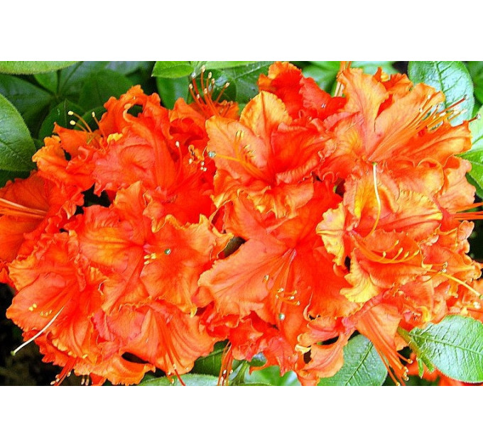 Азалия сорт Gibraltar 2 летняя, конт. 7.5 л