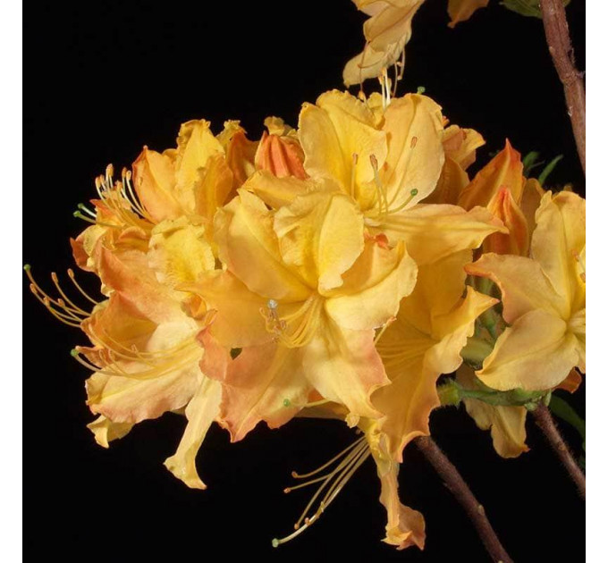 Азалия сорт Golden Lights 2 летняя, конт. 7.5 л