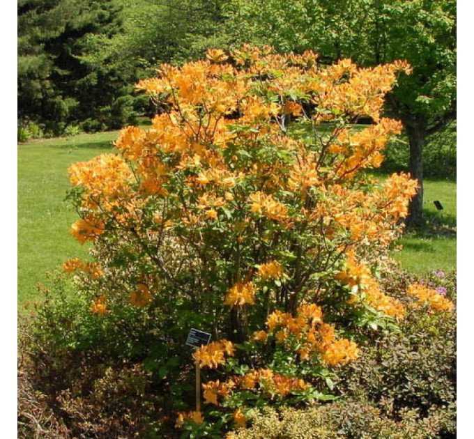 Азалия сорт Golden Lights 2 летняя, конт. 7.5 л